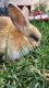 American Fuzzy Lop Rabbits for sale in ROWLAND HGHTS, CA 91748, USA. price: $200
