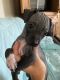 American Hairless Terrier Puppies for sale in Houston, TX 77041, USA. price: $1,500