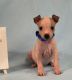 American Hairless Terrier Puppies for sale in Dallas, TX, USA. price: $600