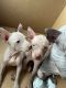 American Hairless Terrier Puppies for sale in Los Banos, CA, USA. price: $2,000