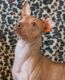 American Hairless Terrier Puppies for sale in Houston, TX 77041, USA. price: NA