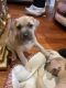American Hairless Terrier Puppies for sale in Downey, CA, USA. price: NA