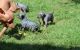 American Hairless Terrier Puppies for sale in New York, NY, USA. price: $1,200