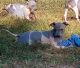 American Hairless Terrier Puppies for sale in Southern Precinct, IL, USA. price: $1,500