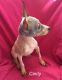 American Hairless Terrier Puppies for sale in Catawissa, MO 63015, USA. price: NA