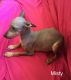 American Hairless Terrier Puppies for sale in Catawissa, MO 63015, USA. price: NA