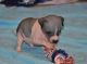 American Hairless Terrier Puppies for sale in Houston, TX, USA. price: NA
