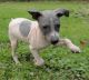 American Hairless Terrier Puppies for sale in Agoura Hills, CA, USA. price: NA