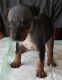 American Hairless Terrier Puppies for sale in Los Angeles, CA, USA. price: NA