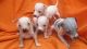 American Hairless Terrier Puppies for sale in California St, San Francisco, CA, USA. price: NA