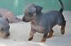 American Hairless Terrier Puppies for sale in Santa Fe, NM, USA. price: NA