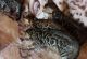 American Keuda Cats for sale in Atlanta, GA, USA. price: $800