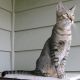 American Keuda Cats for sale in Bethel, DE, USA. price: NA