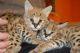 American Keuda Cats for sale in . price: NA