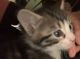 American Longhair Cats for sale in Far Rockaway, NY 11691, USA. price: NA