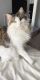 American Longhair Cats for sale in Lehi, UT, USA. price: NA
