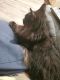 American Longhair Cats for sale in Naples, FL, USA. price: NA