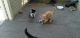 American Longhair Cats