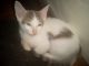 American Longhair Cats for sale in Detroit, MI, USA. price: $1,000