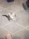 American Longhair Cats for sale in Utica, NY, USA. price: $40
