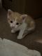 American Longhair Cats for sale in Lancaster, CA, USA. price: $40