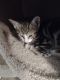 American Longhair Cats for sale in East Brunswick, NJ, USA. price: $75
