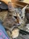 American Longhair Cats for sale in Gallatin, TN 37066, USA. price: $20