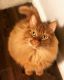 American Longhair Cats for sale in Lewisville, TX, USA. price: NA