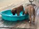 American Mastiff Puppies for sale in Alexandria, VA, USA. price: NA