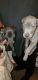 American Mastiff Puppies for sale in Detroit, MI, USA. price: $350