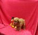 American Mastiff Puppies for sale in Woodbridge, VA 22191, USA. price: $2,300