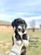 American Mastiff Puppies for sale in Oklahoma City, OK, USA. price: $350