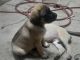 American Mastiff Puppies for sale in Hillsdale, MI, USA. price: $600