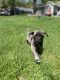 American Mastiff Puppies for sale in Traverse City, MI, USA. price: NA