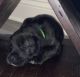 American Mastiff Puppies for sale in Louisville, KY, USA. price: $1,500