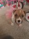 American Mastiff Puppies for sale in Houston, Texas. price: $500