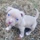 American Mastiff Puppies for sale in Rossville, Georgia. price: $400