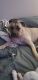 American Mastiff Puppies for sale in Romney, Indiana. price: $200