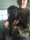American Mastiff Puppies for sale in Joliet, IL, USA. price: $700