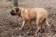 American Mastiff Puppies for sale in Sugarcreek, OH 44681, USA. price: NA