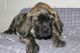 American Mastiff Puppies for sale in Sugarcreek, OH 44681, USA. price: NA