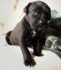 American Mastiff Puppies for sale in Dallas, TX, USA. price: $500
