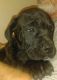 American Mastiff Puppies for sale in Monee, IL 60449, USA. price: $800