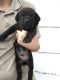 American Mastiff Puppies for sale in Roseville, IL 61473, USA. price: $750
