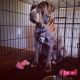 American Mastiff Puppies for sale in Jacksonville, NC, USA. price: $800