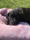 American Mastiff Puppies for sale in Justice, IL, USA. price: $1,000
