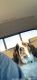 American Mastiff Puppies for sale in Masonville, IA 50654, USA. price: NA