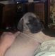 American Mastiff Puppies for sale in Crosby, TX 77532, USA. price: $500