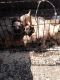 American Molossus Puppies for sale in Richmond, CA 94801, USA. price: NA