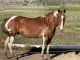 American Paint Horse Horses for sale in Cortez, CO 81321, USA. price: NA